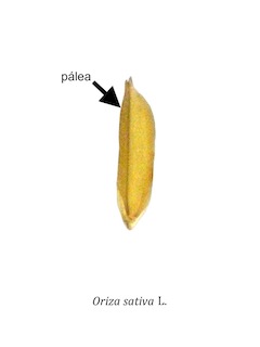 Palea 1